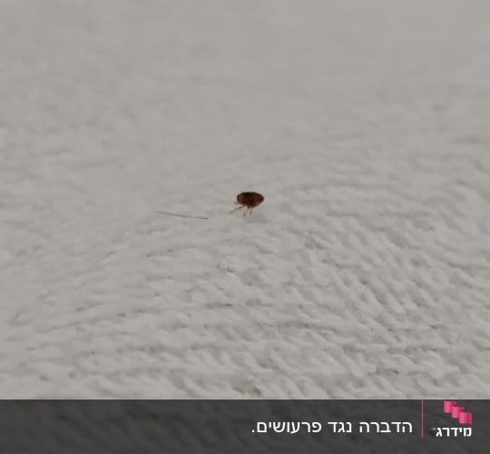 חרק קטן על משטח לבן